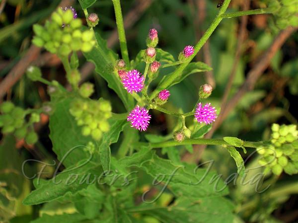 cyanthillium-cinereum-little-ironweed